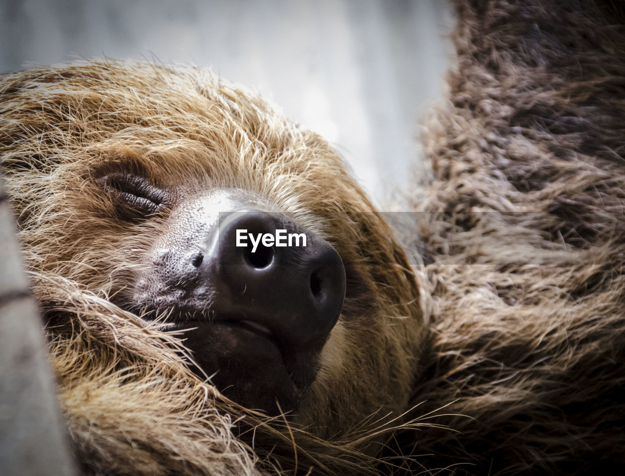 Close-up of sloth