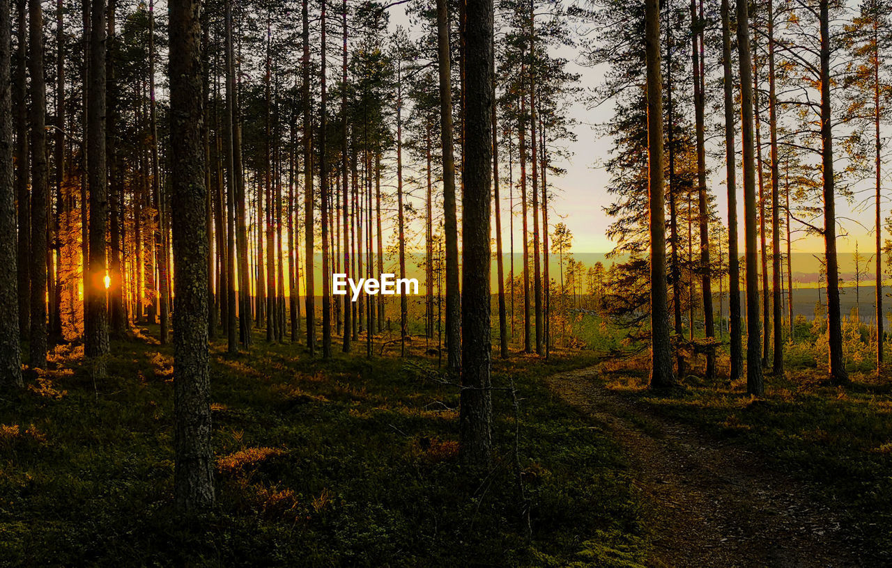 Trees in forest against sky