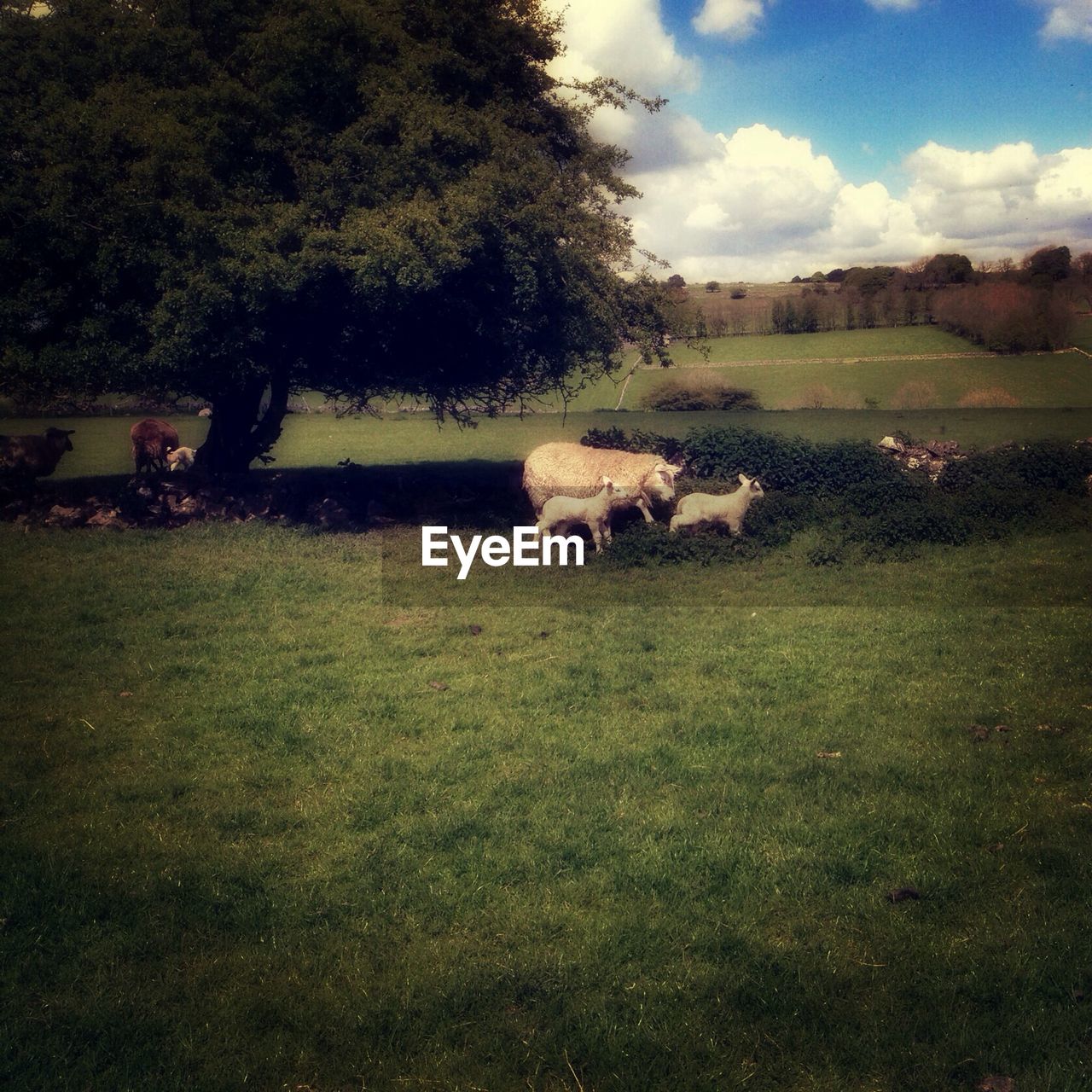 Sheep with lambs in field