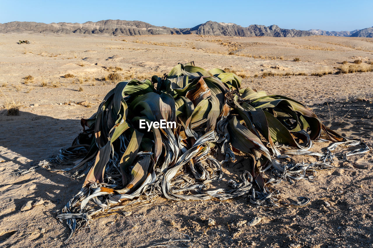 BARE TREE ON SAND