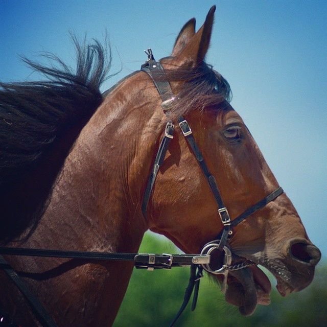 CLOSE-UP OF HORSES