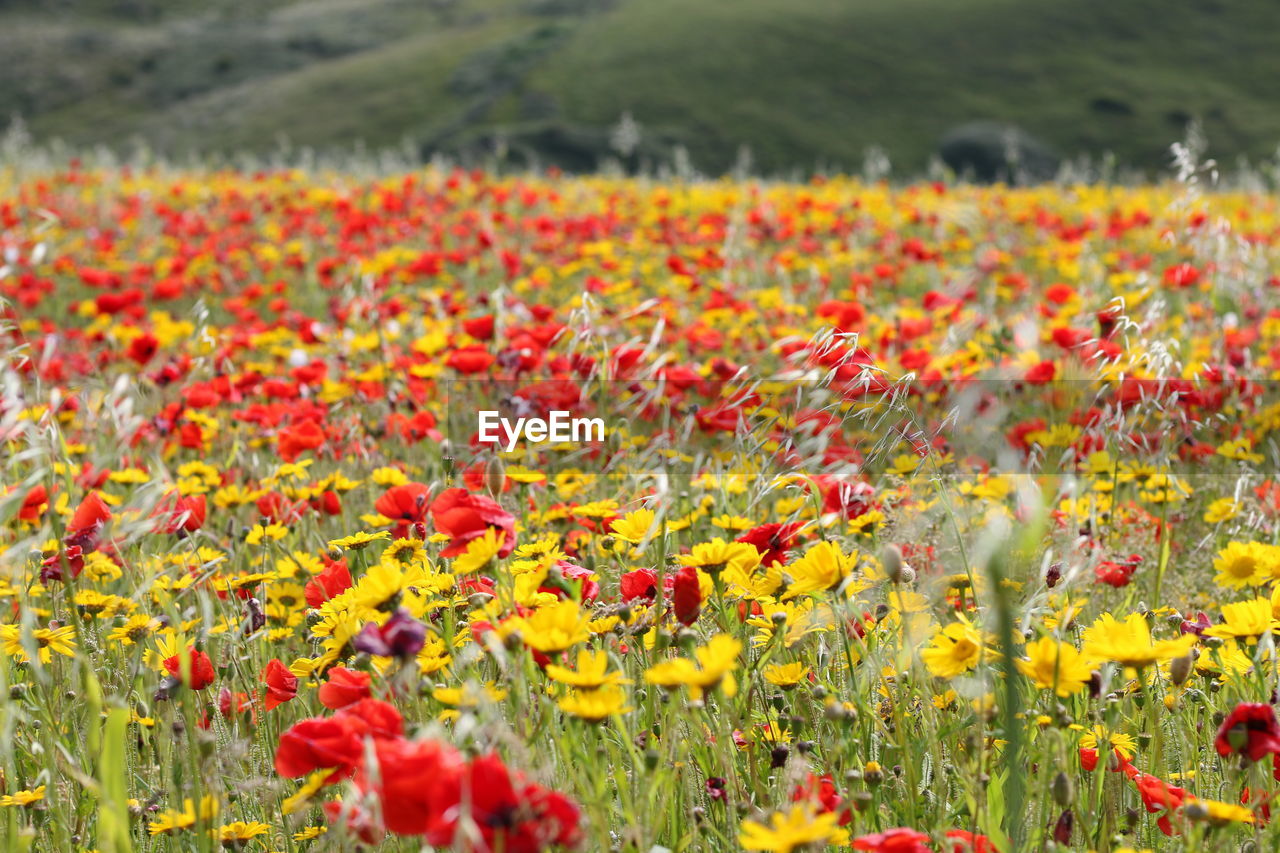 plant, flower, flowering plant, beauty in nature, freshness, field, land, landscape, nature, growth, environment, meadow, grassland, yellow, rural scene, wildflower, prairie, red, scenics - nature, fragility, no people, multi colored, flowerbed, tranquility, day, flower head, agriculture, abundance, mountain, springtime, poppy, outdoors, grass, inflorescence, tranquil scene, plain, petal, close-up, vibrant color, selective focus, focus on foreground, non-urban scene, sky, idyllic, botany, summer, sunlight, green, blossom