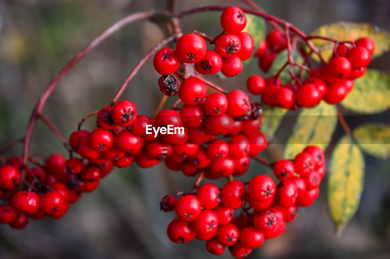 Close-up of rowanberries growing on branch