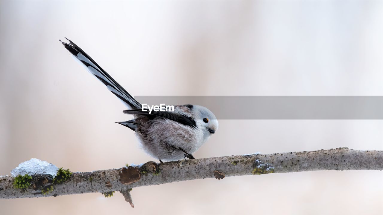 BIRD PERCHING ON A TREE