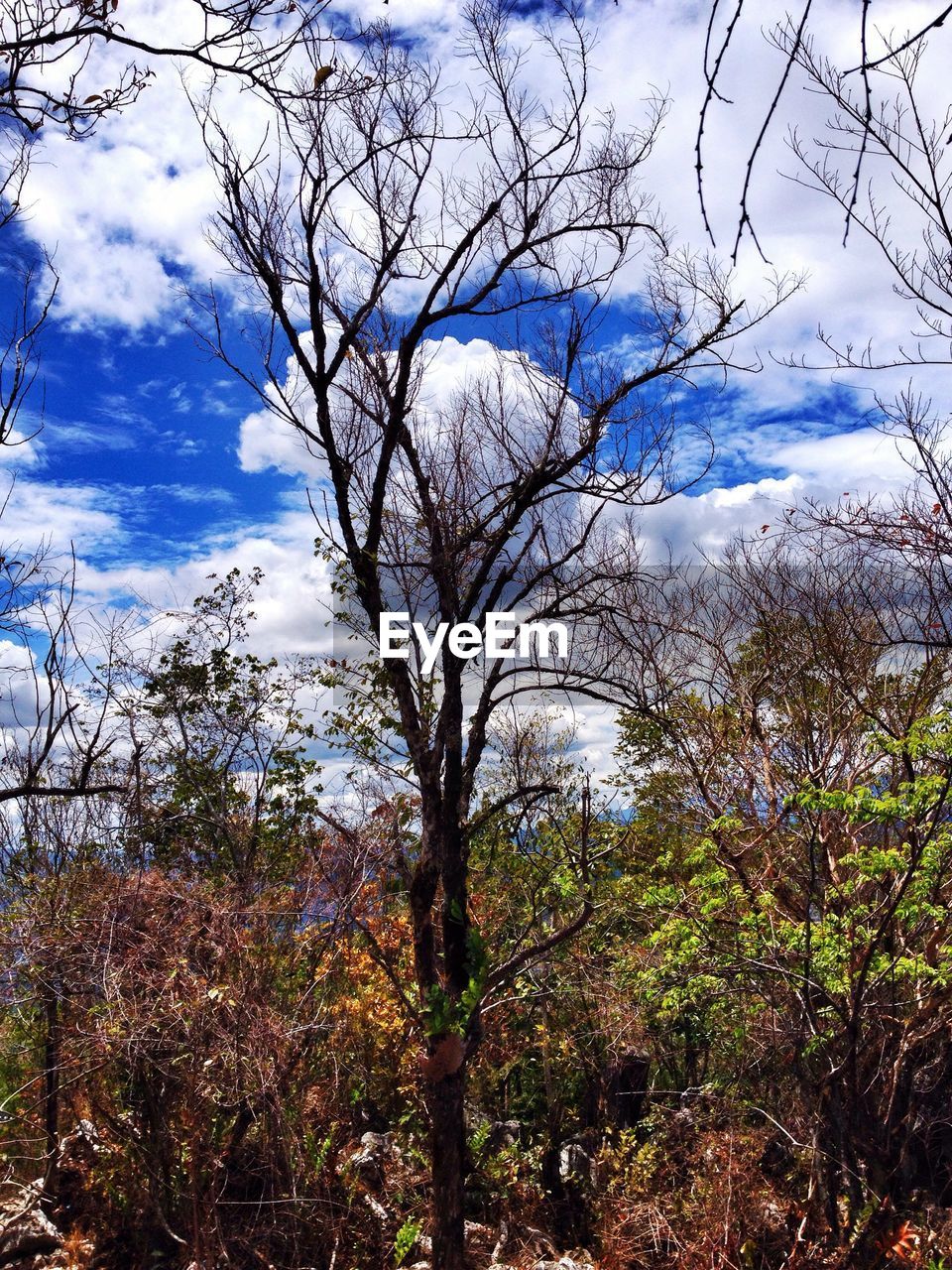 LOW ANGLE VIEW OF BARE TREES AGAINST CLOUDY SKY