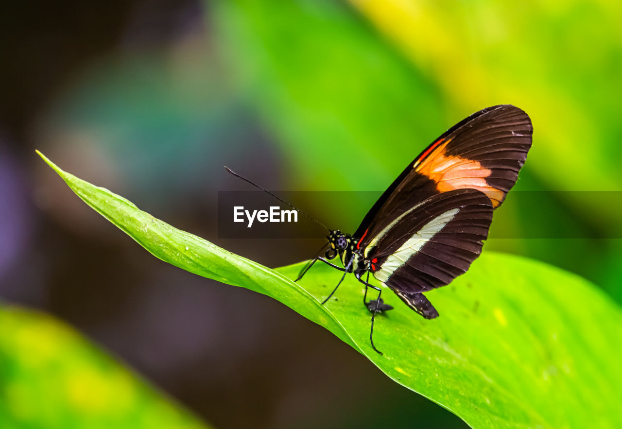 CLOSE-UP OF BUTTERFLY