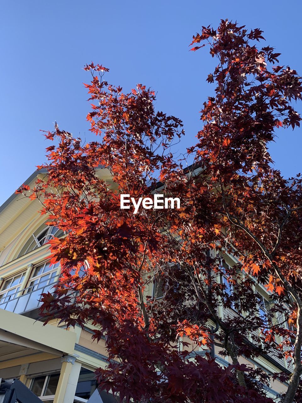 LOW ANGLE VIEW OF TREE AGAINST BUILDING