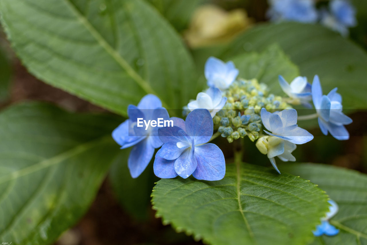 Close-up of purple hydrangea flowers