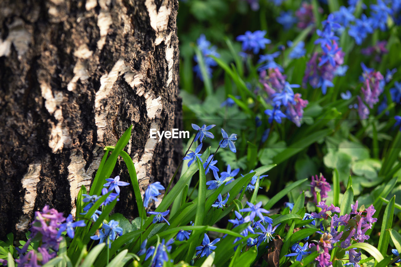 plant, flower, flowering plant, beauty in nature, nature, growth, freshness, purple, garden, close-up, plant part, no people, fragility, tree trunk, leaf, botany, trunk, day, tree, sunlight, outdoors, green, land, wildflower, woodland, blue, springtime, focus on foreground, blossom, petal, flower head, field, animal wildlife, summer, inflorescence, food