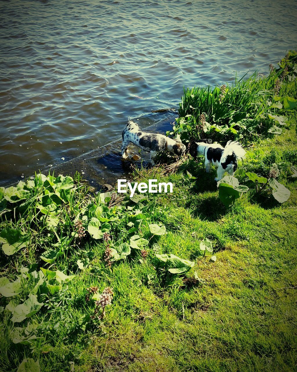 Two dogs playing on riverbank