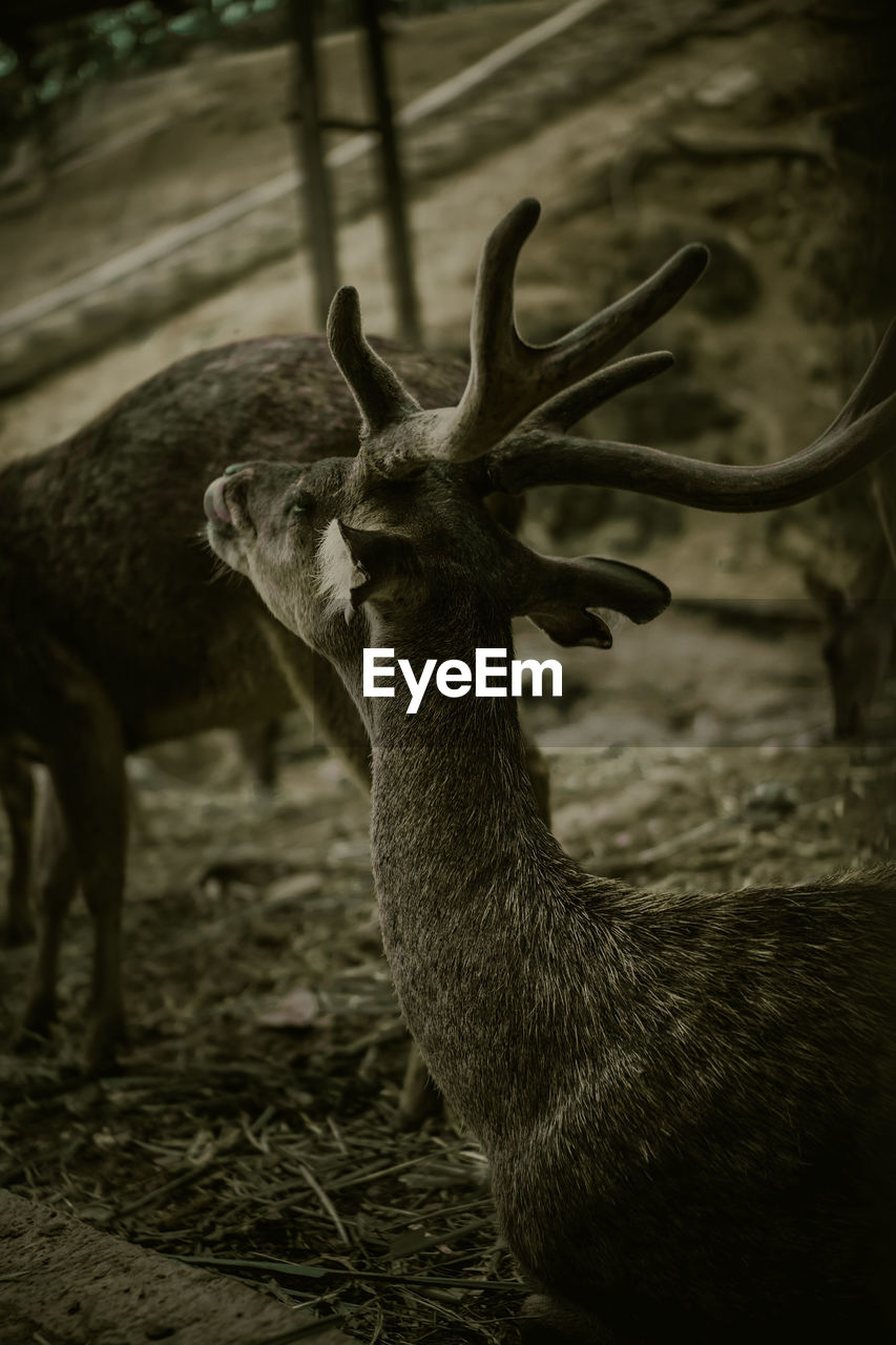 Close-up of deer on field