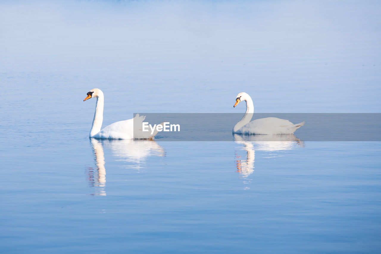 Swans swimming in lake