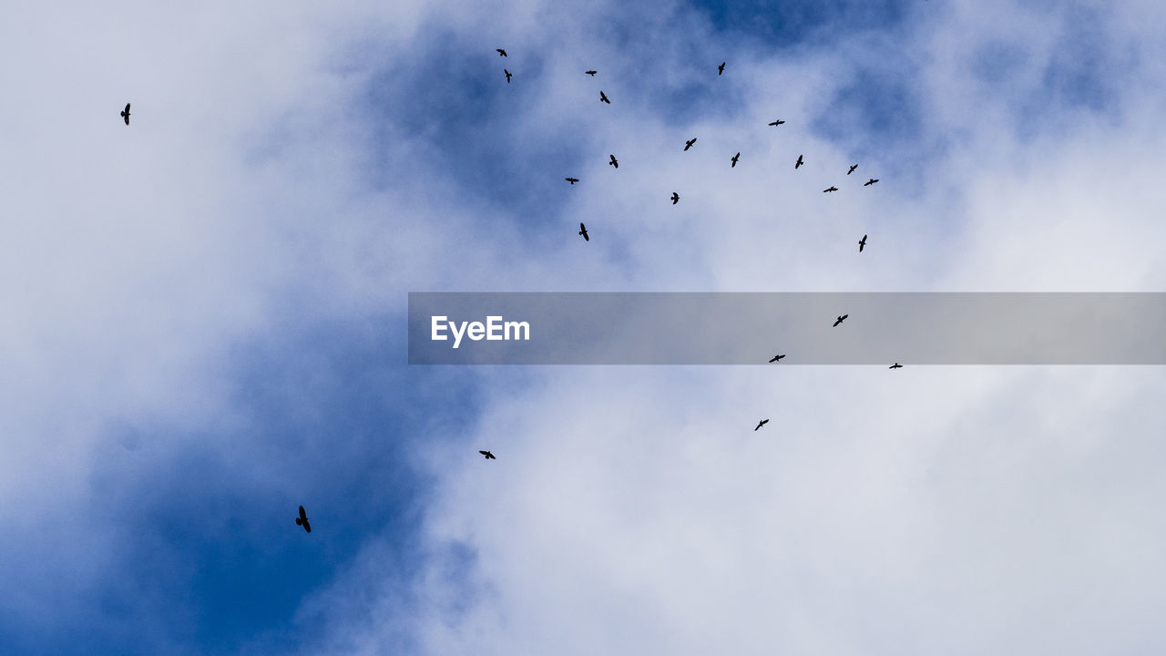 LOW ANGLE VIEW OF BIRDS FLYING AGAINST SKY