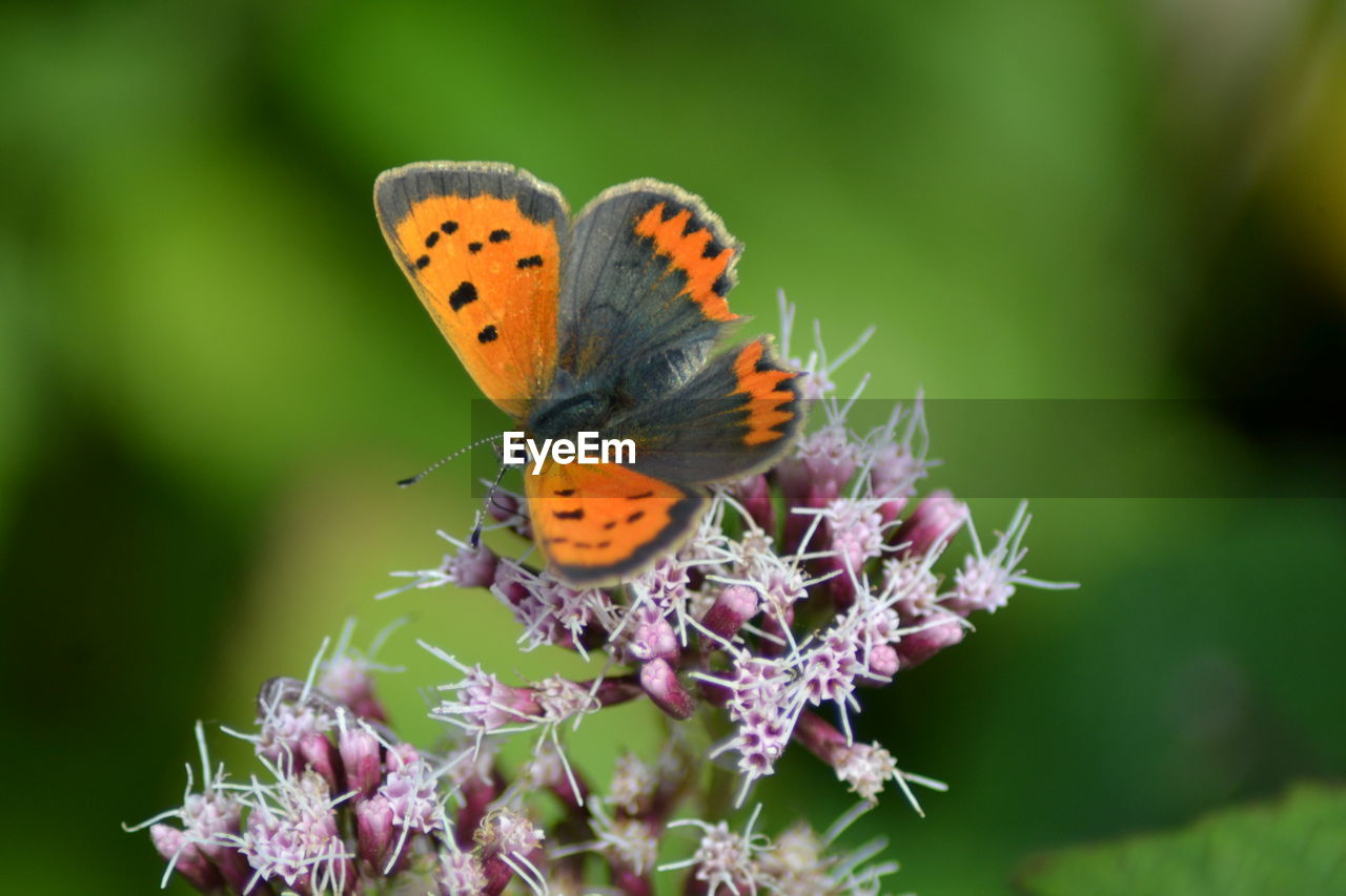 Close-up of butterfly pollinating on purple flower