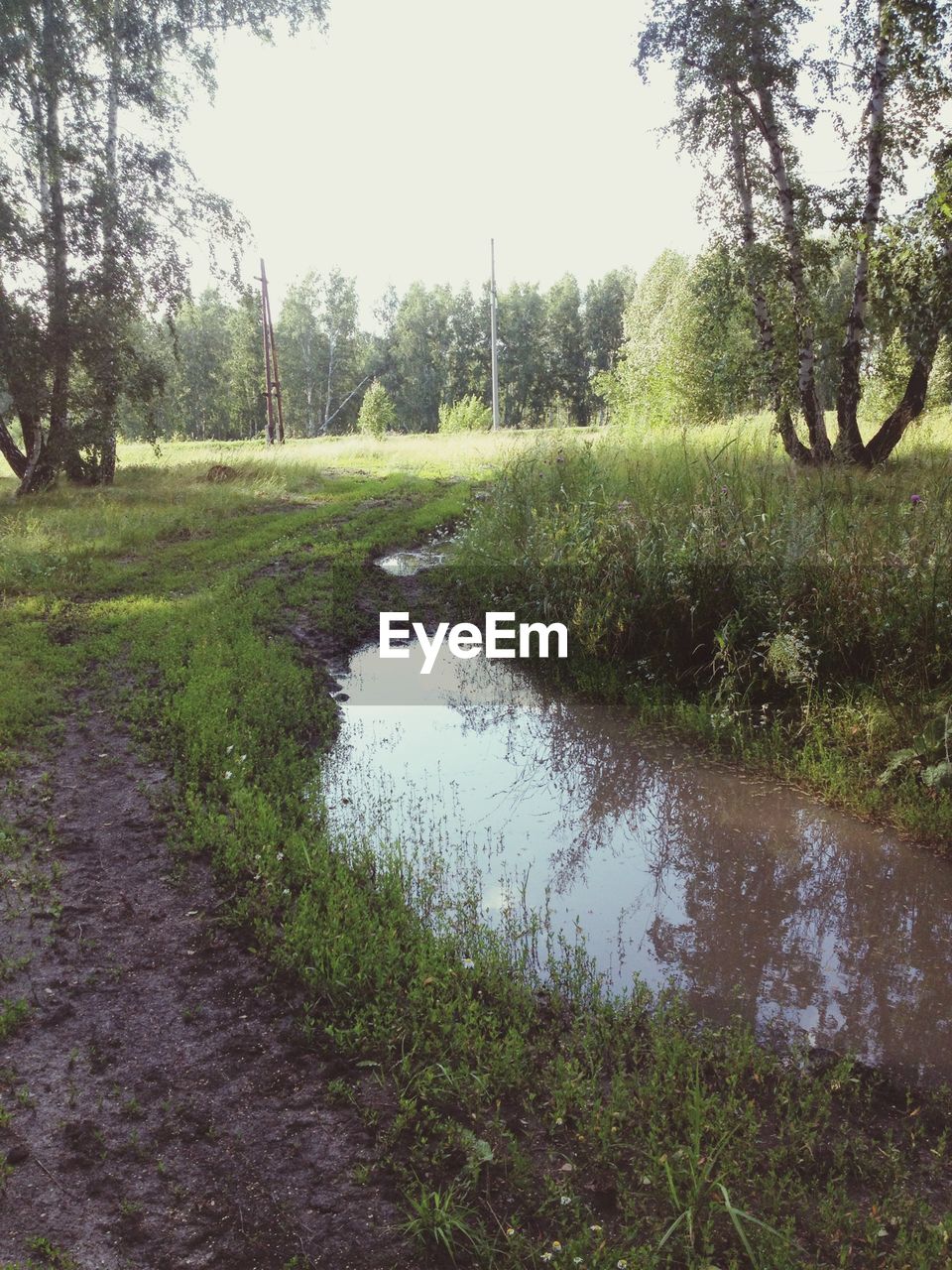 VIEW OF TREES ON GRASSY FIELD