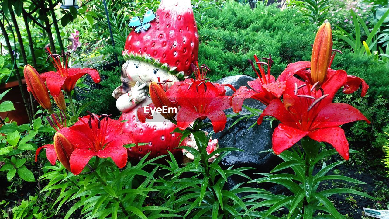 Wet red lilies growing by statue in garden