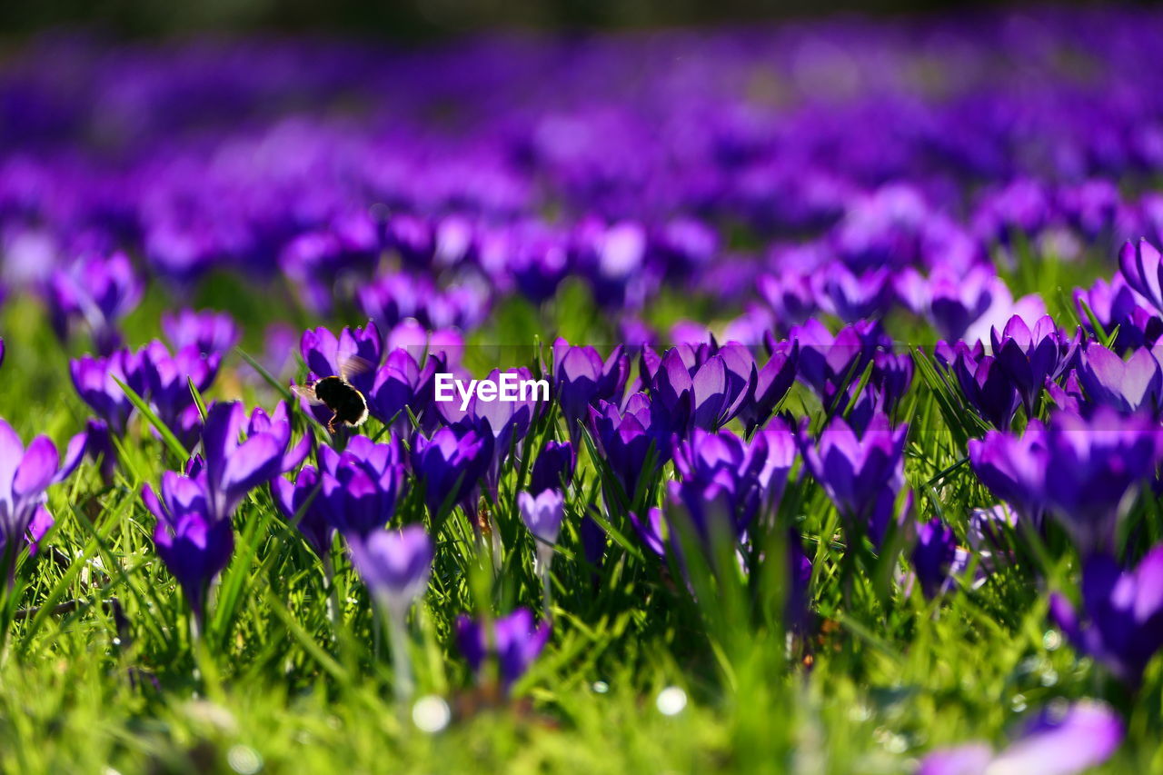 plant, flower, flowering plant, purple, freshness, beauty in nature, growth, nature, selective focus, field, fragility, grass, land, close-up, no people, meadow, petal, flower head, springtime, crocus, flowerbed, outdoors, inflorescence, landscape, day, environment, lavender, green, botany