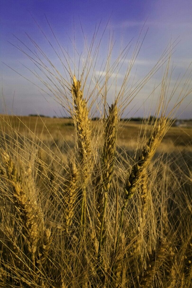 Scenic view of wheat field against sky