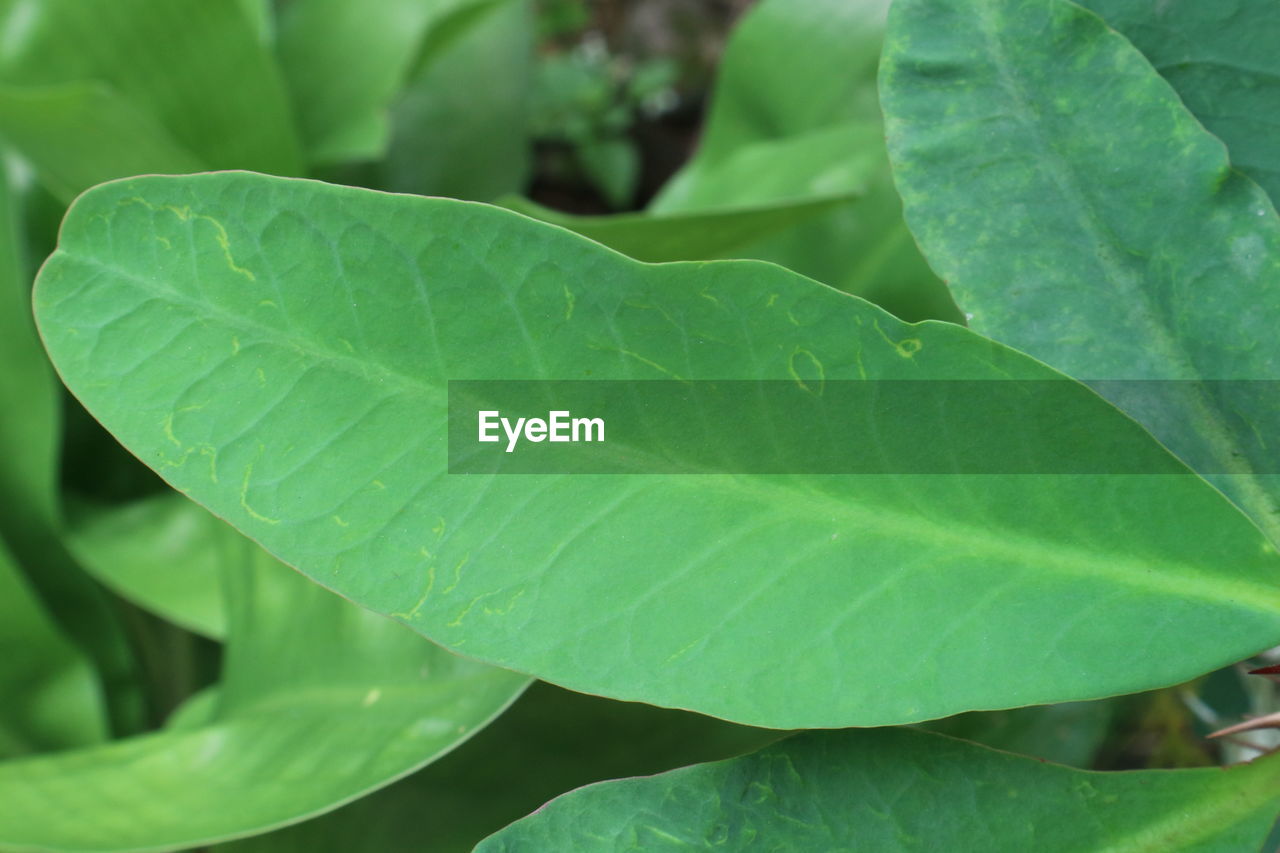 FULL FRAME SHOT OF LEAVES