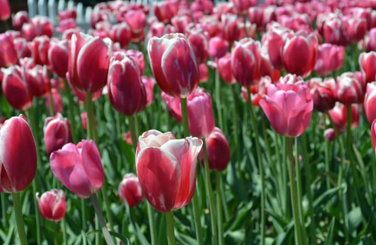 RED TULIPS BLOOMING IN FIELD