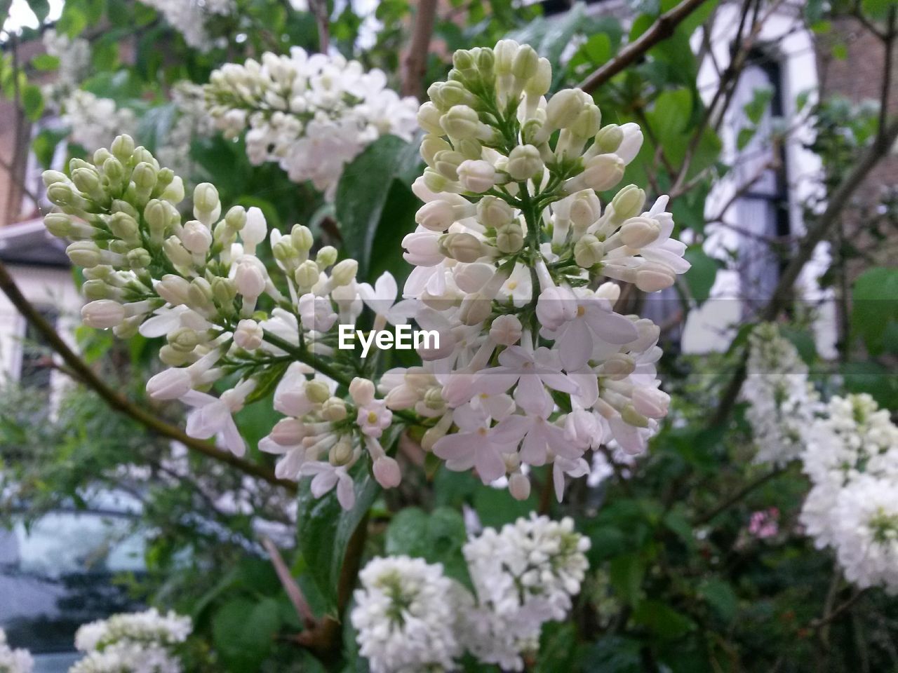 CLOSE-UP OF WHITE FLOWERS BLOOMING ON TREE