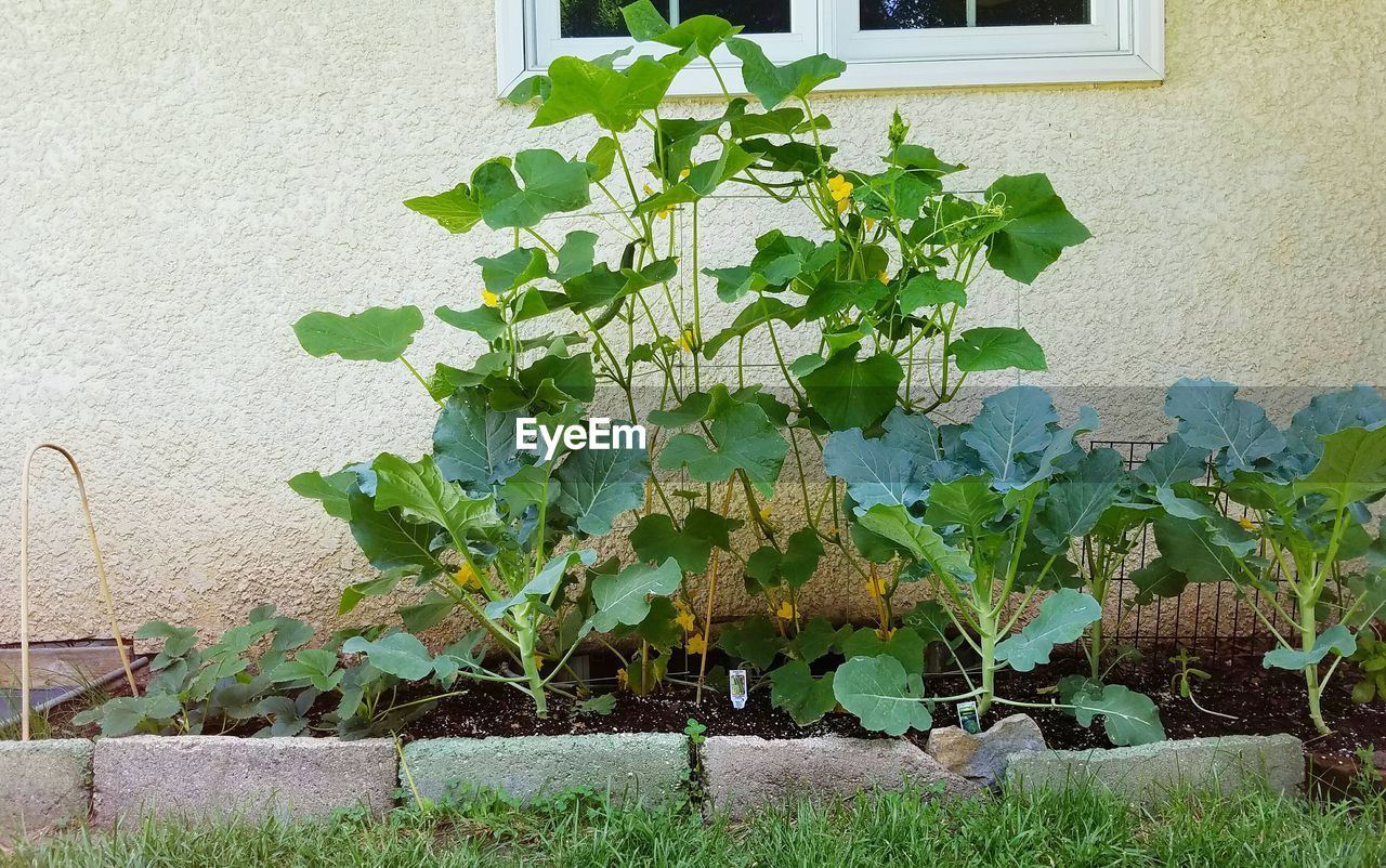 PLANTS GROWING ON WALL