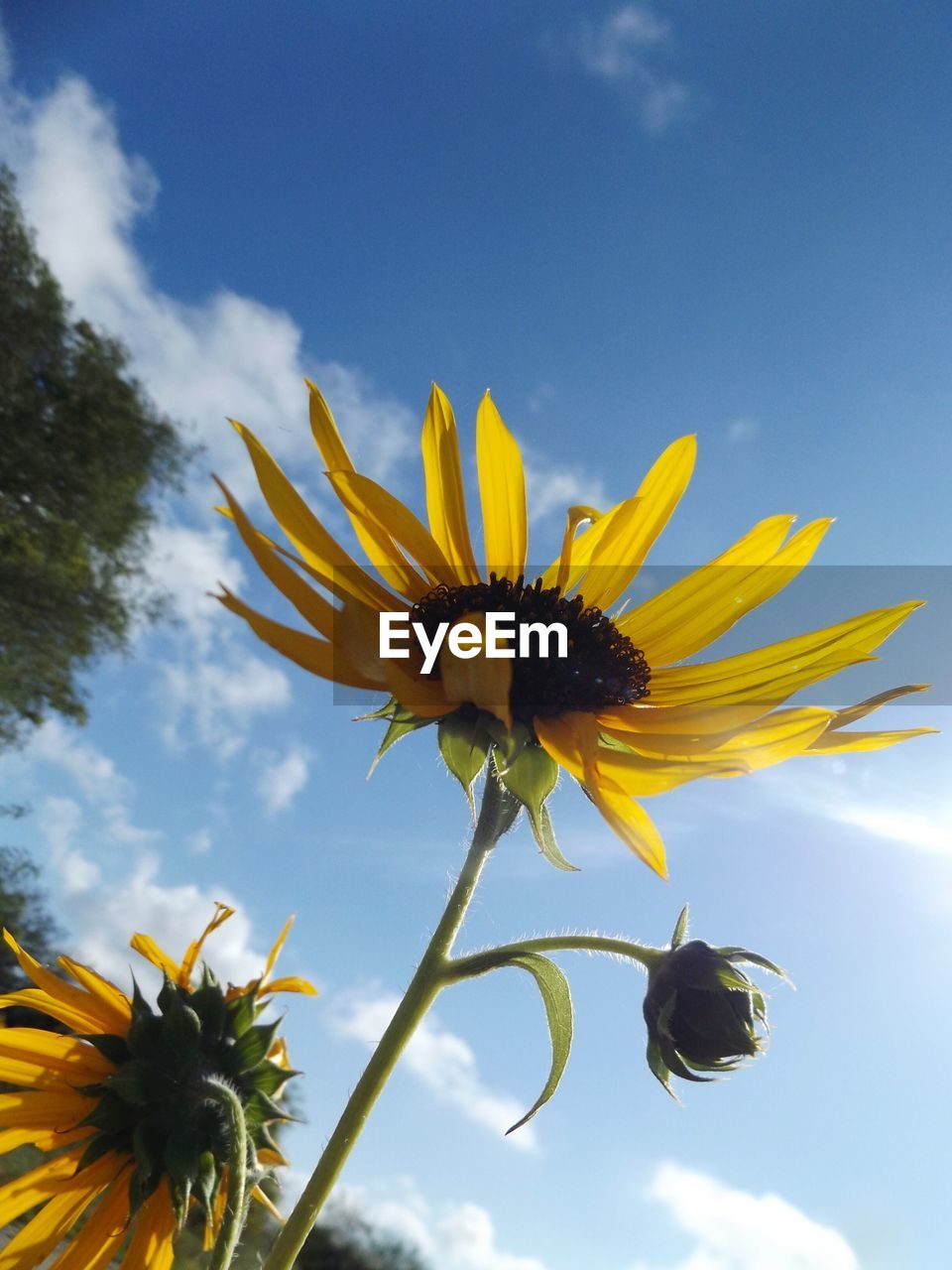 LOW ANGLE VIEW OF SUNFLOWERS