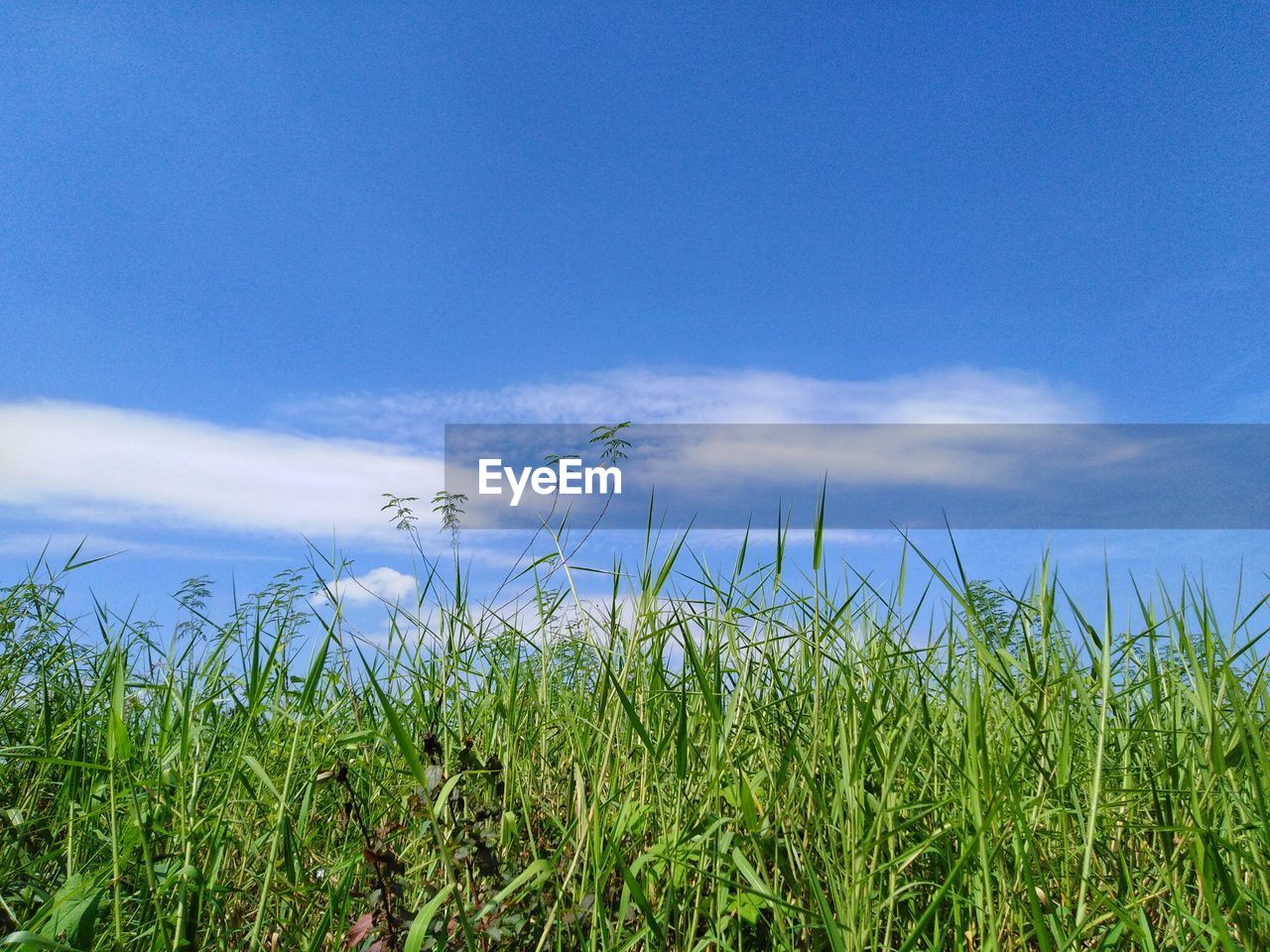 CROPS GROWING ON FIELD AGAINST BLUE SKY