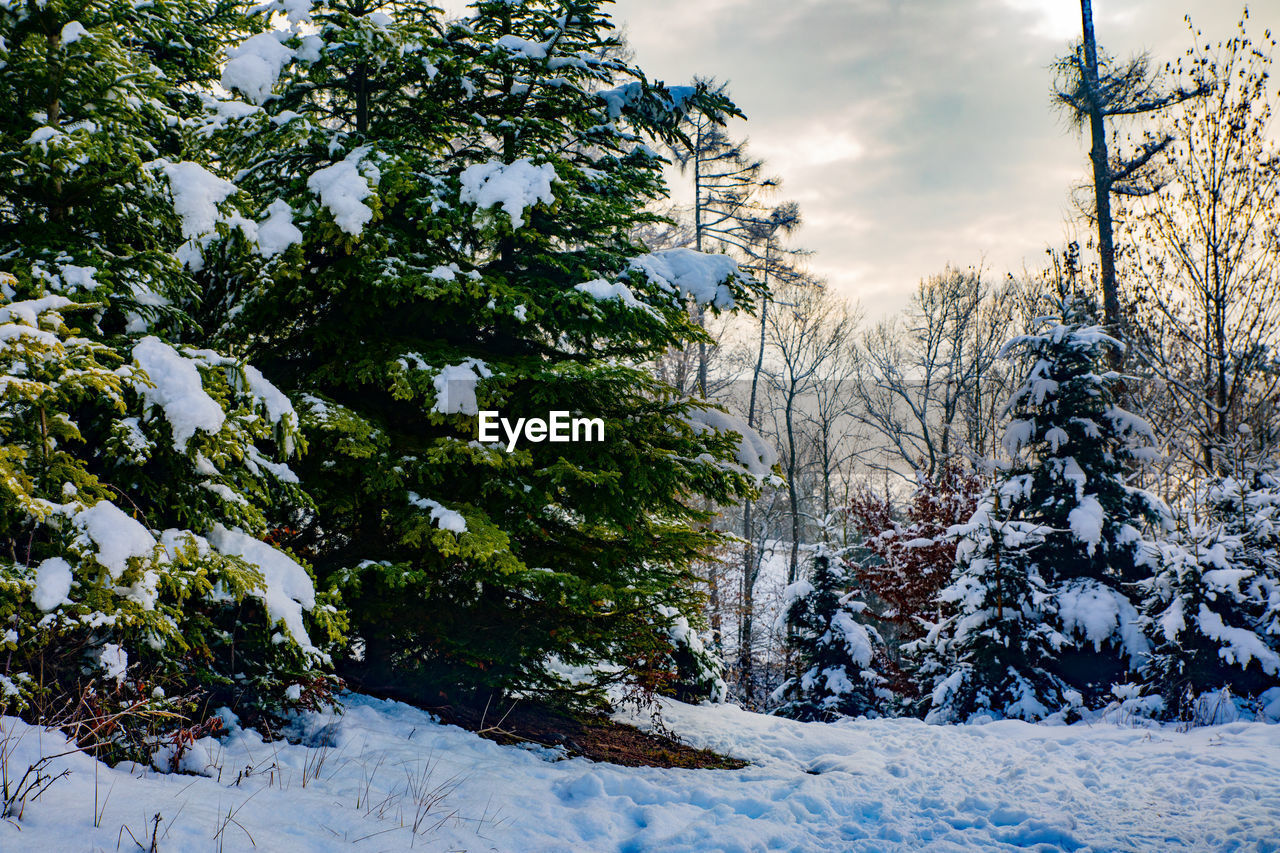 Trees on snow covered field against sky