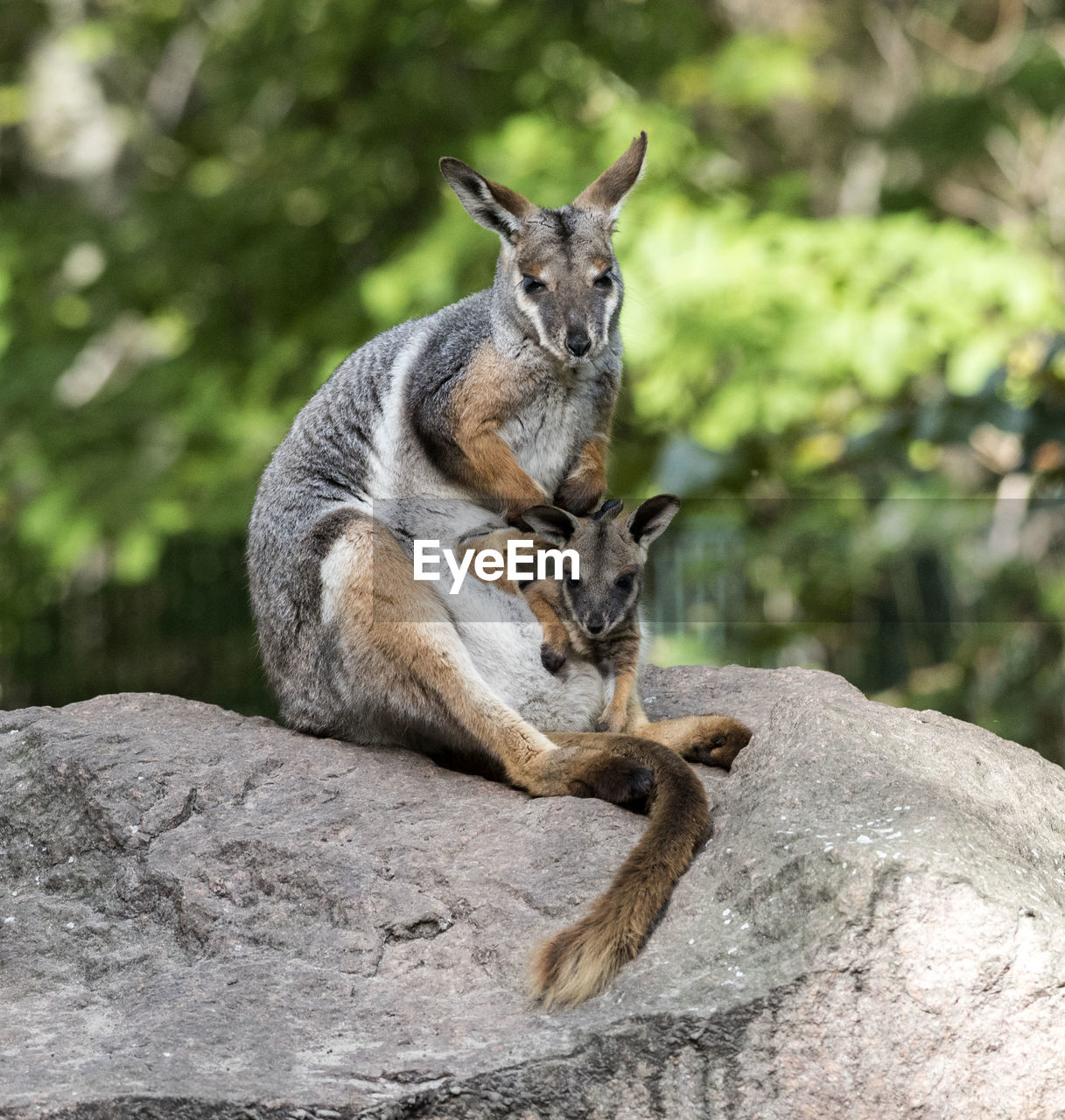 SQUIRREL ON ROCK AGAINST TREES