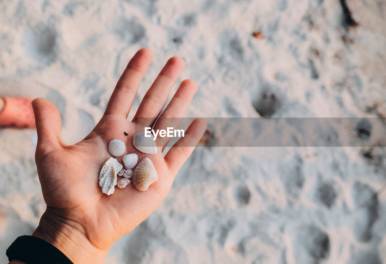 A hand is gently holding beautiful seashells on a sandy beach, capturing a serene moment