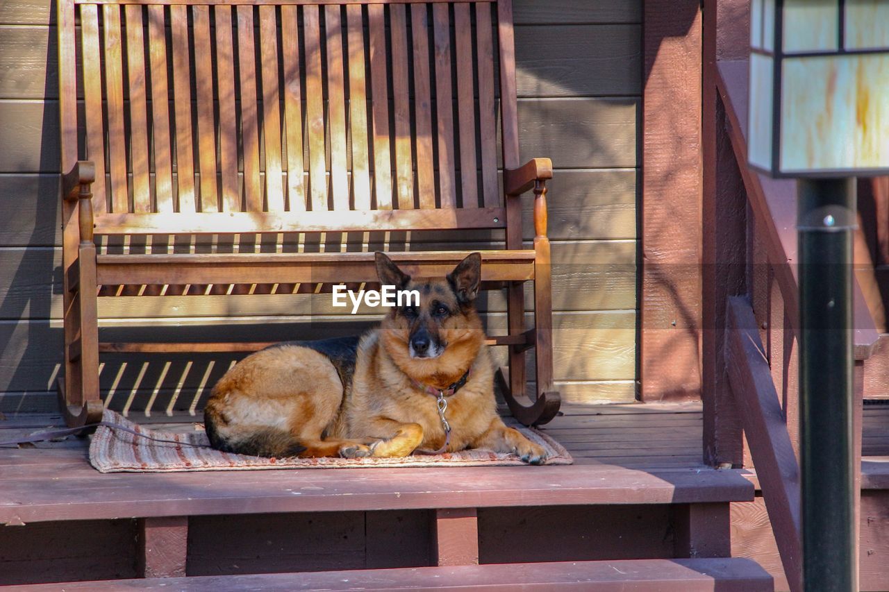 DOG ON STEPS AT HOME