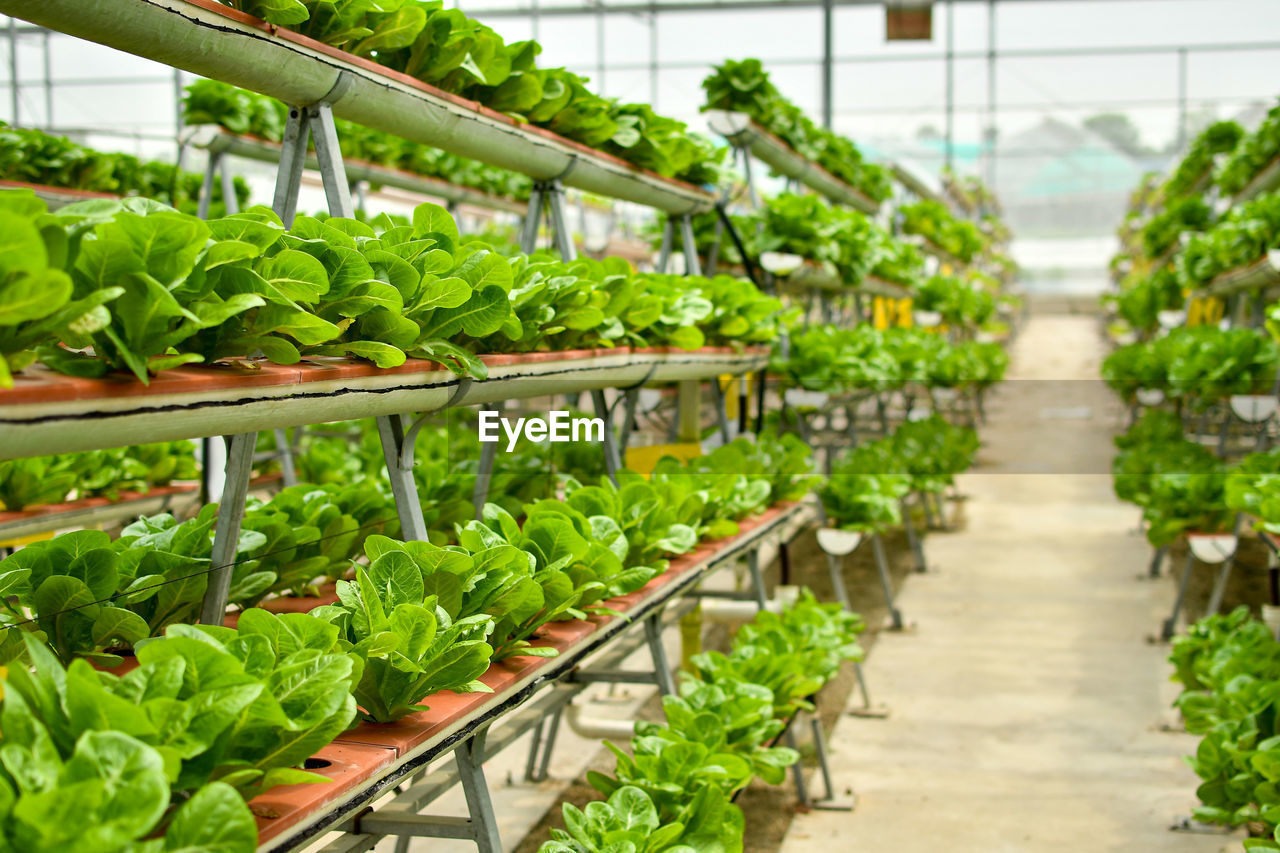 VIEW OF VEGETABLES IN GREENHOUSE