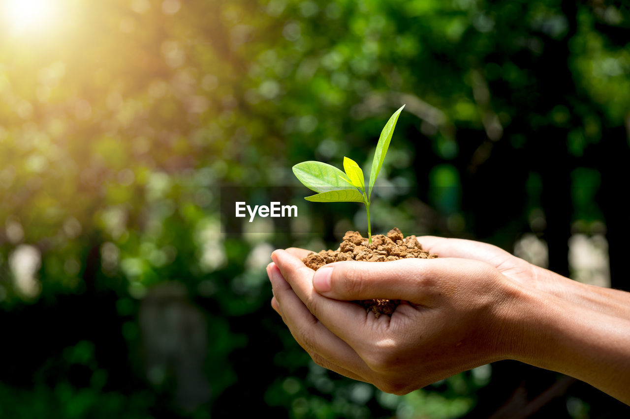 Woman hand holding young plant in sunshine and green nature background