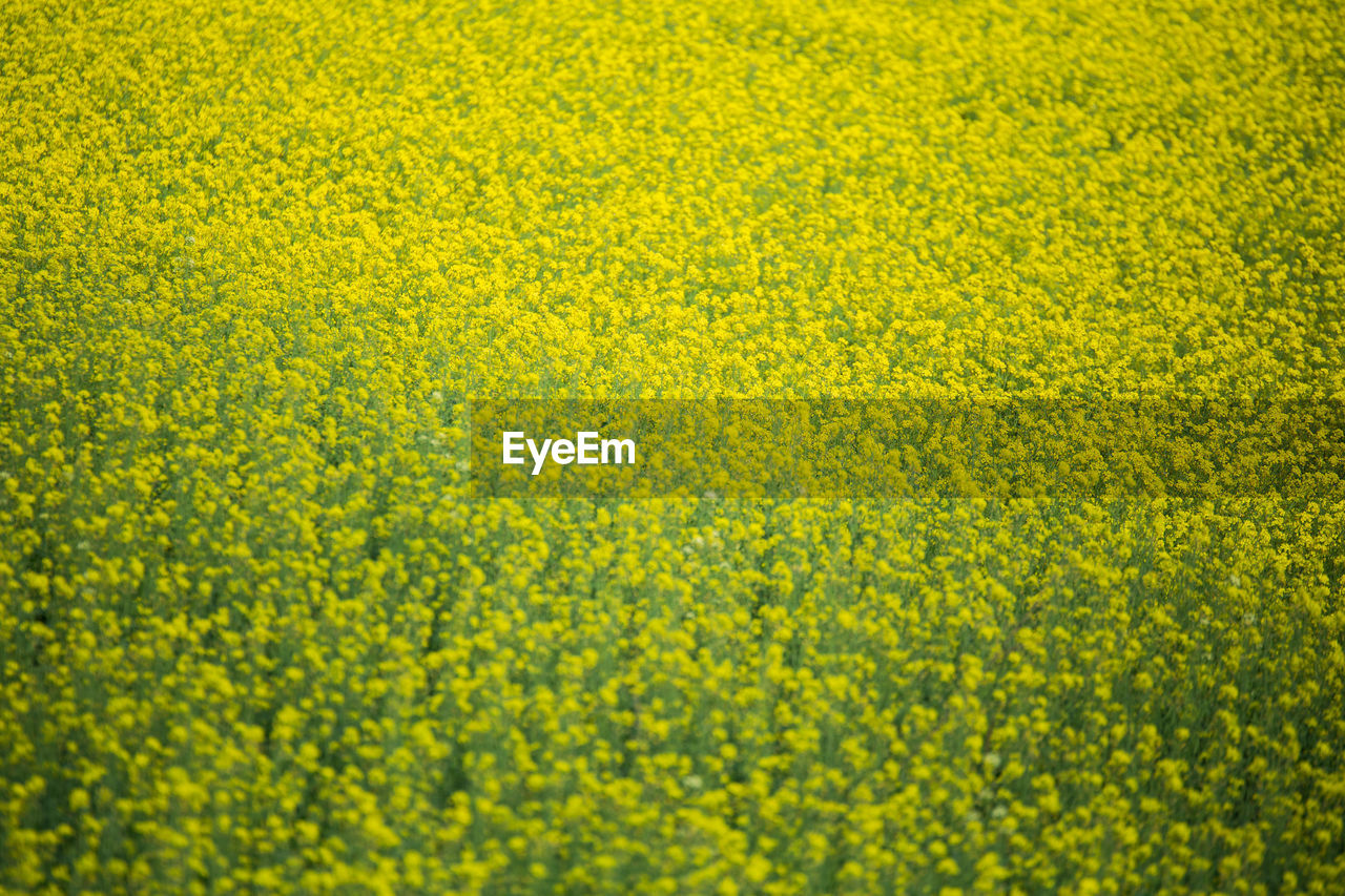 High angle view of yellow flowering plants on field