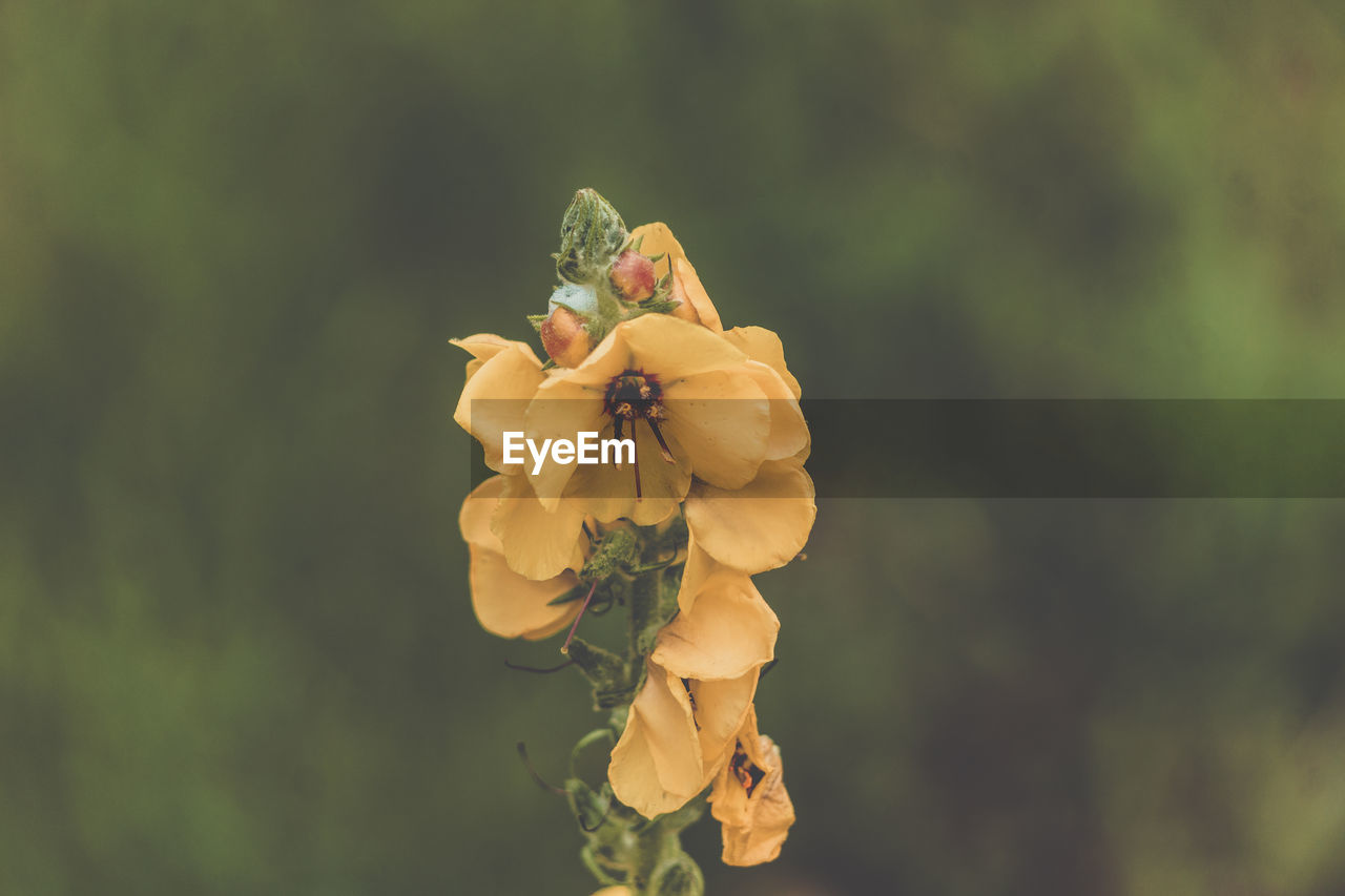 Close-up of yellow rose flower bud