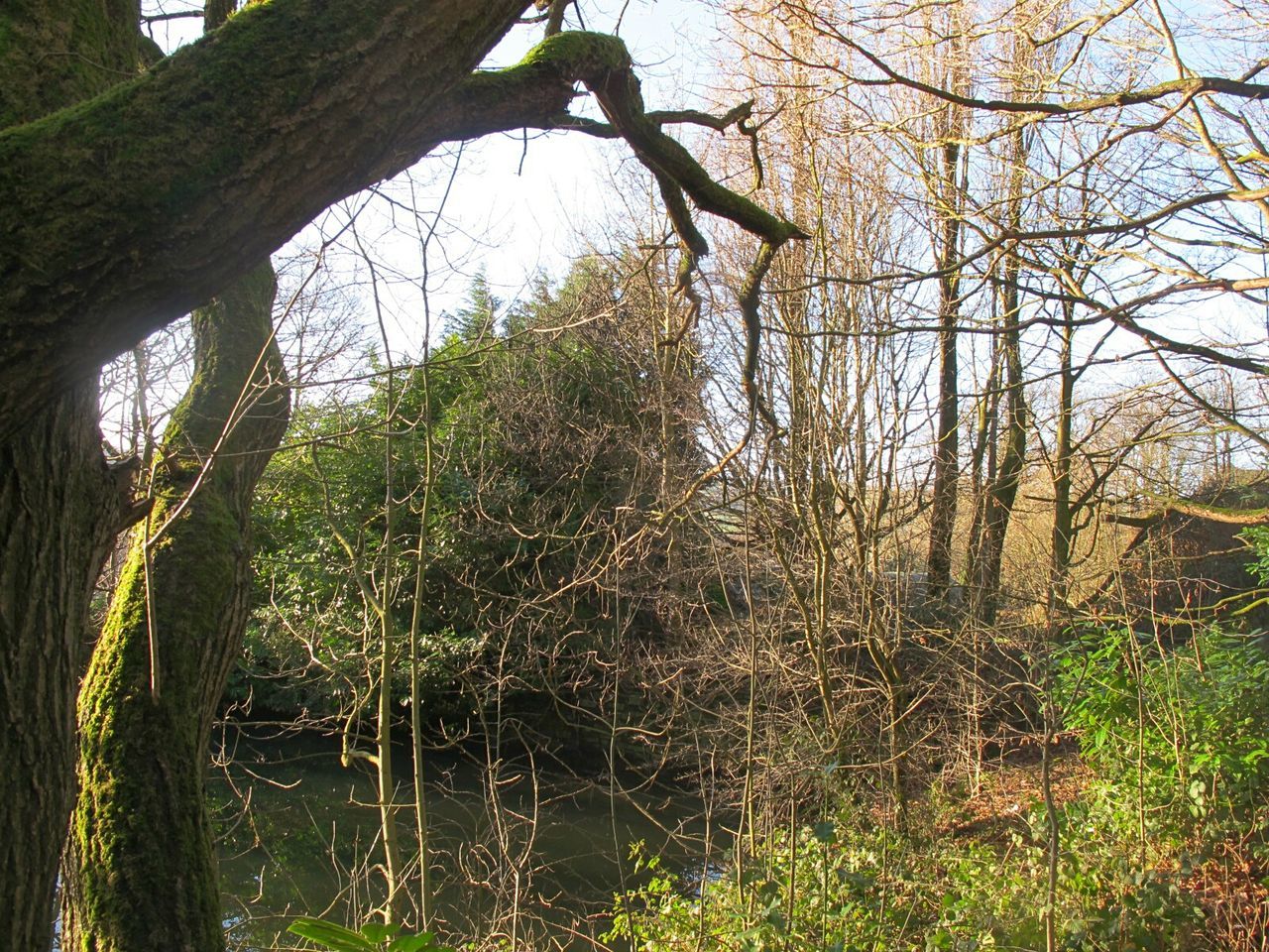 LOW ANGLE VIEW OF TREES