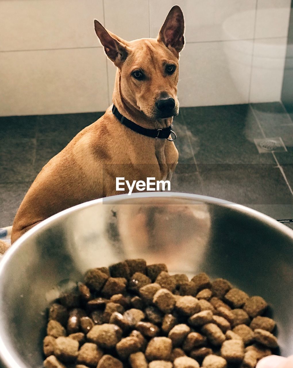 Close-up of dog at home waiting for his food 