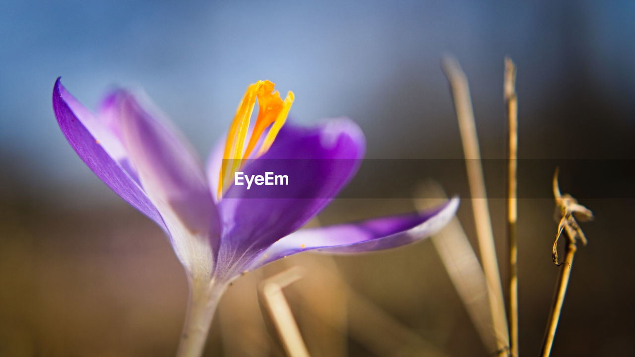 Close-up of purple crocus against blurred background