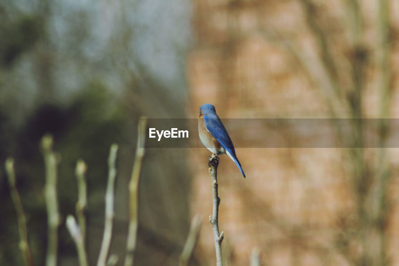 Bird perching on twig