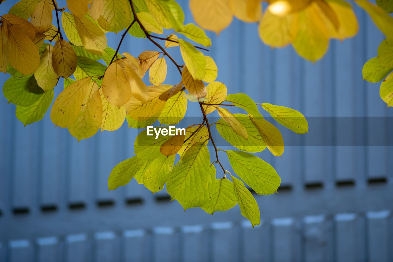 yellow, leaf, plant part, branch, plant, green, sunlight, nature, tree, flower, no people, beauty in nature, outdoors, focus on foreground, close-up, growth, blue, autumn, day, fence, macro photography, freshness, architecture
