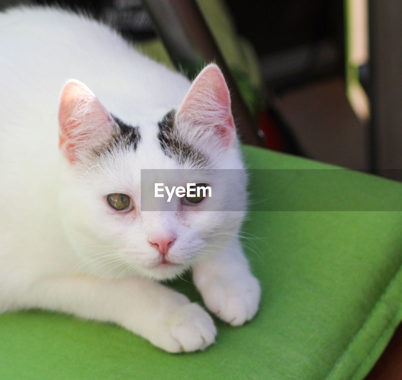 Close-up portrait of white cat