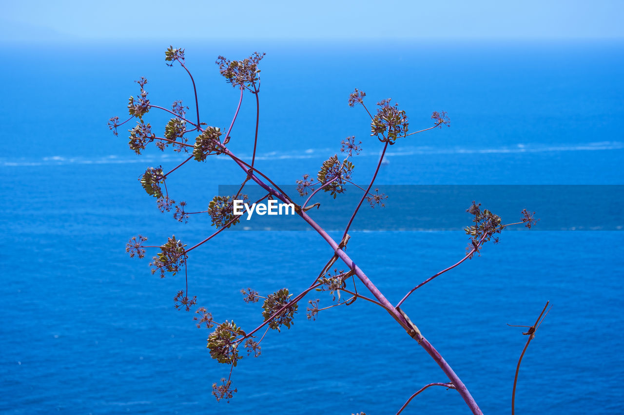 Low angle view of plant against blue sky