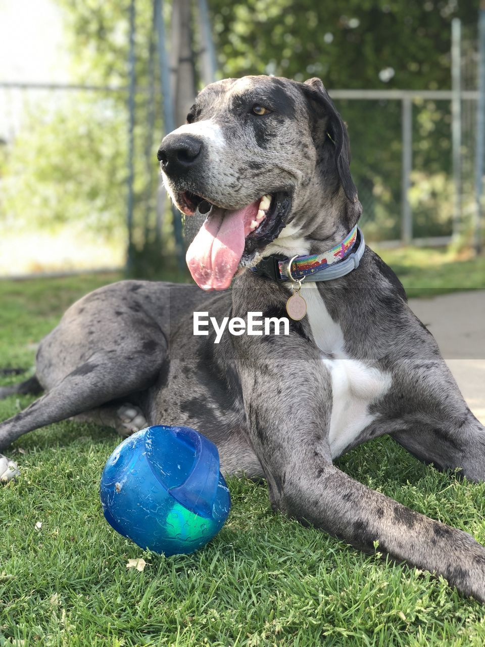 DOG LOOKING AWAY WHILE SITTING ON GRASS