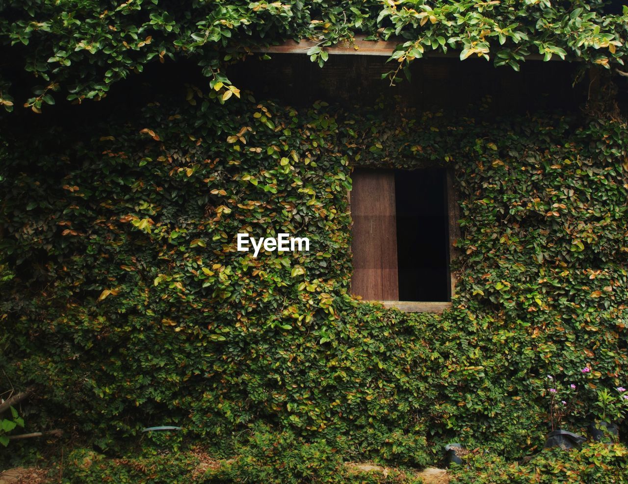 IVY GROWING ON BUILDING