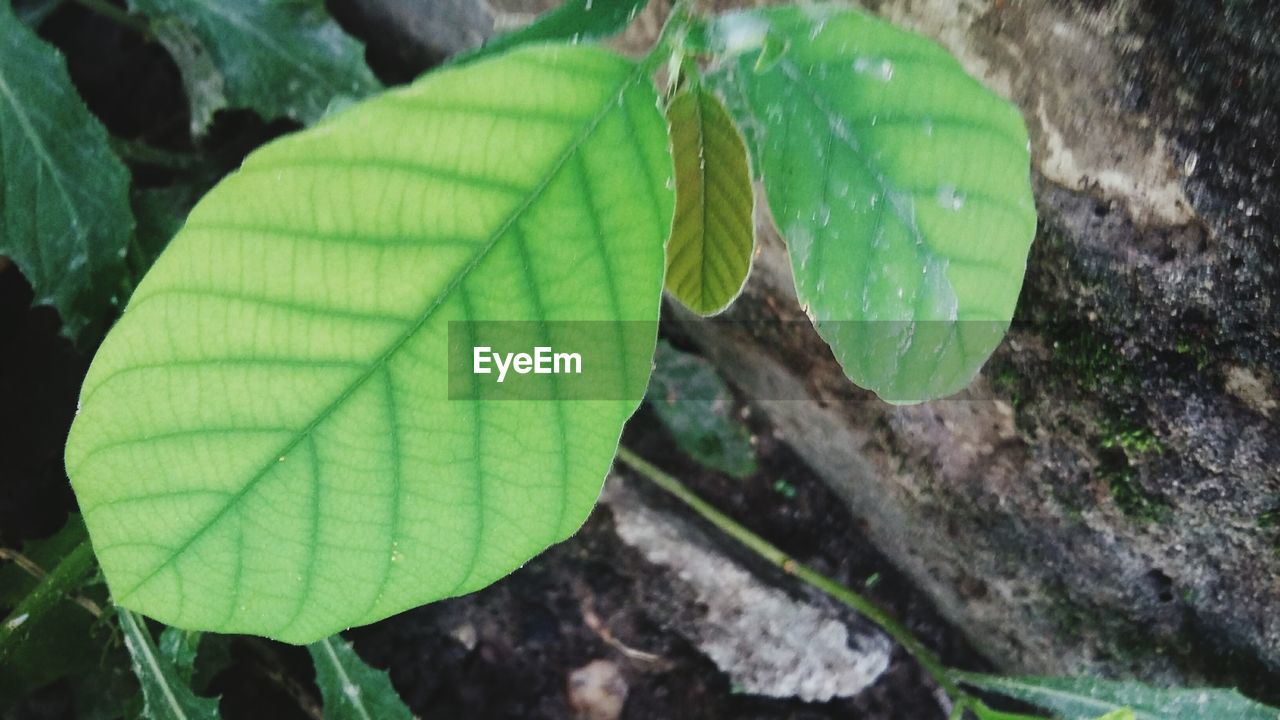 CLOSE-UP OF LEAVES