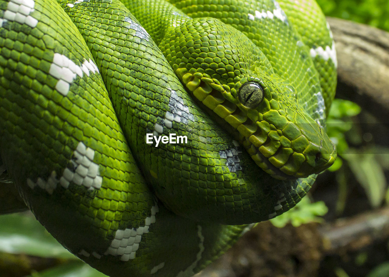 Close-up of green snake rolled on branch