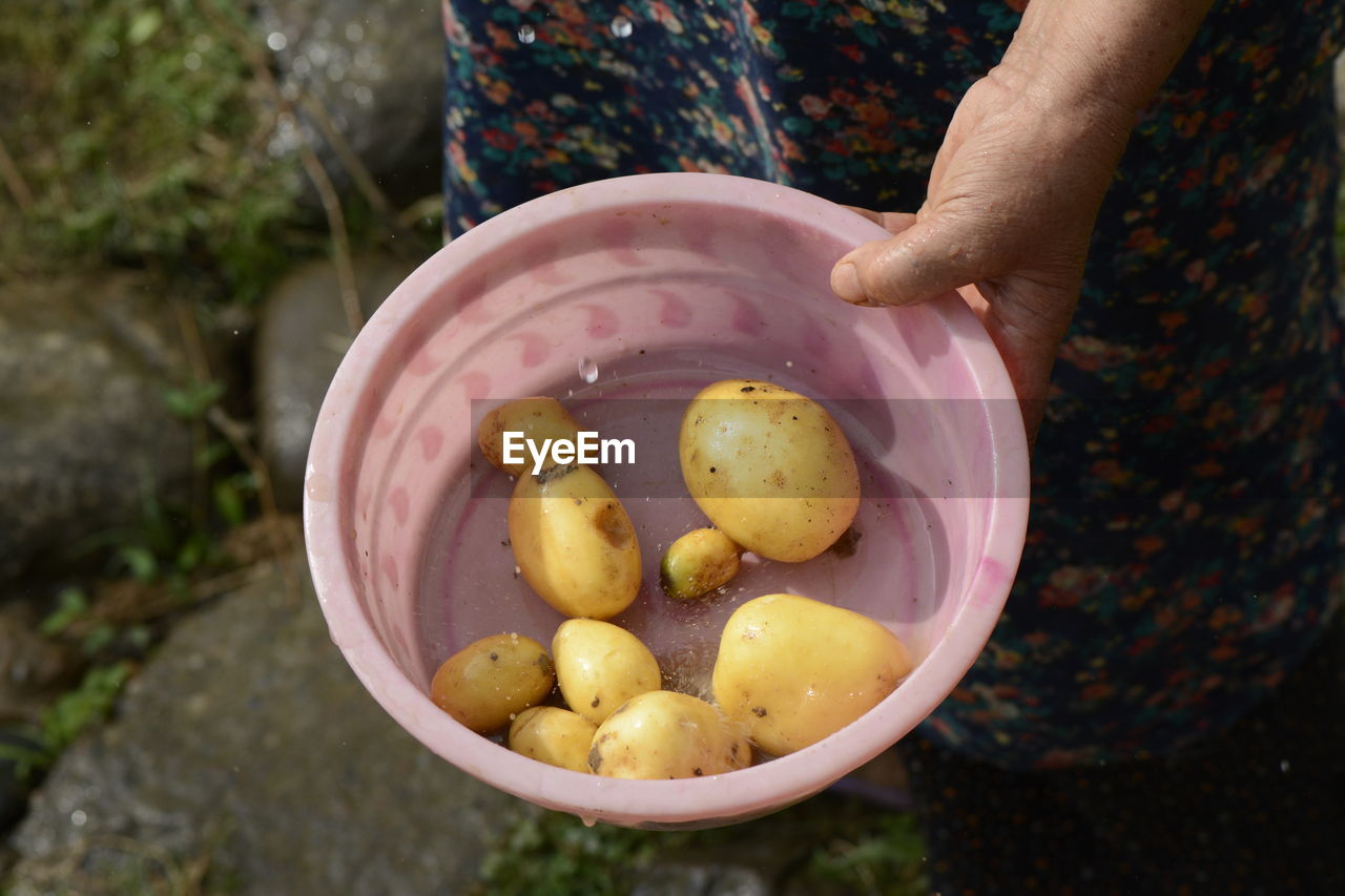 Elderly woman holding a small pink wash tub of fresh potatoes by hand under rain drops