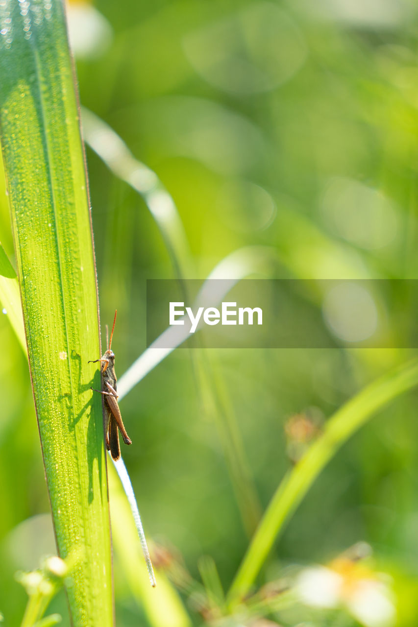 CLOSE-UP OF INSECT ON LEAF