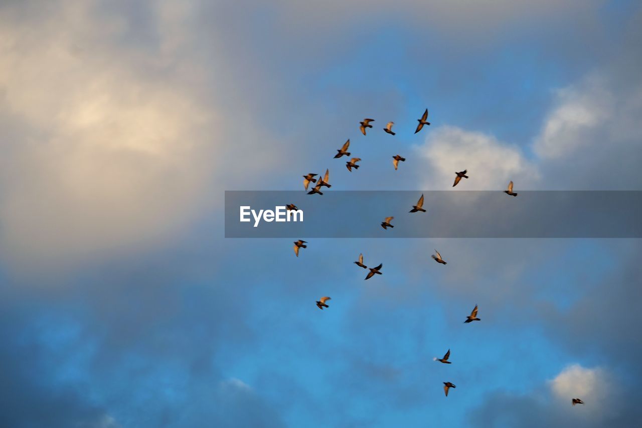 LOW ANGLE VIEW OF BIRDS FLYING